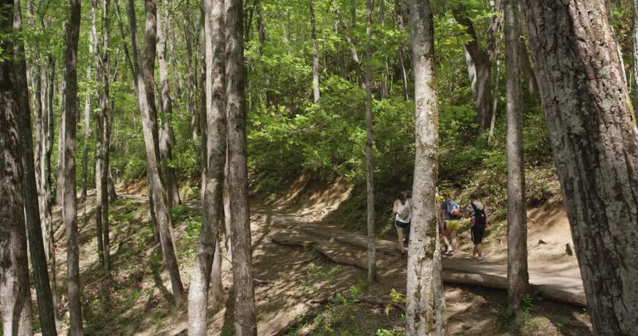 People walking a trail in the woods