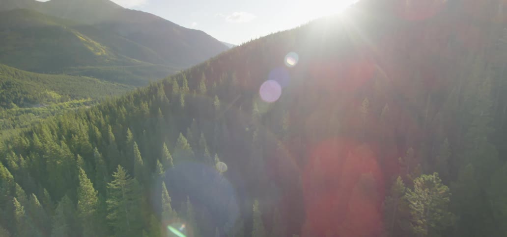 A pine forest covering a mountain range during the day
