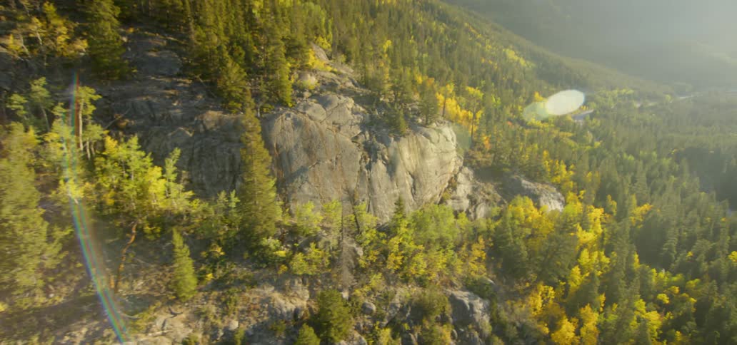 Hillside with trees