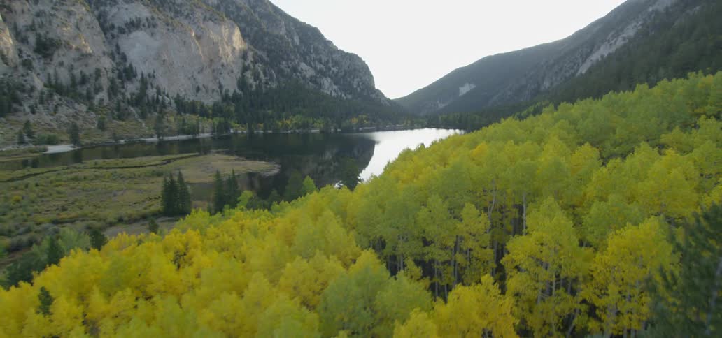 Trees are covering the mountains