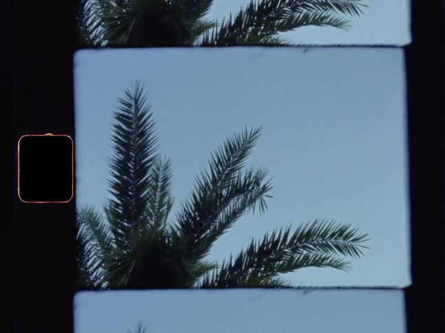 Archive footage of tree blowing in wind