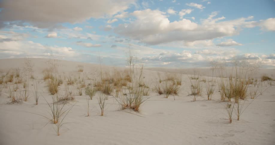 Sparse plants grow among desert sand under a cloudy sky