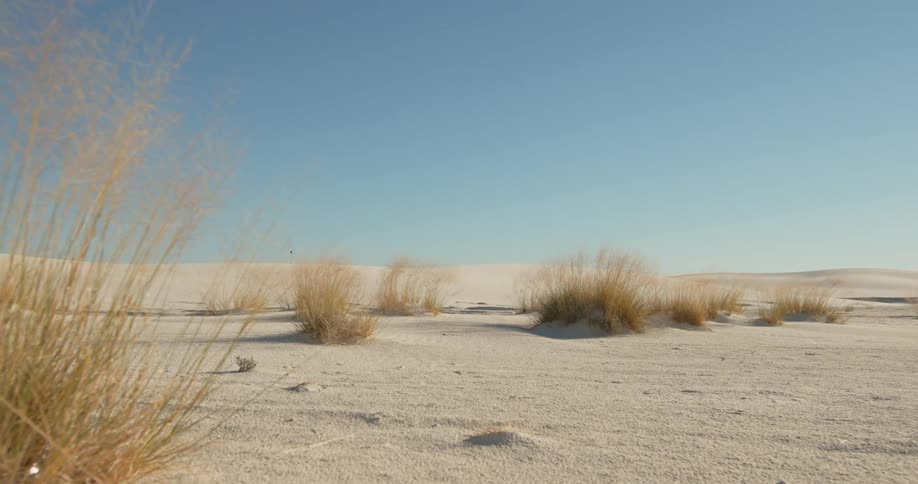 Grasses dot sand under clear sky