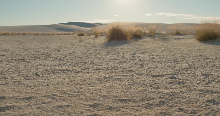 Sparse vegetation in a desert during the day