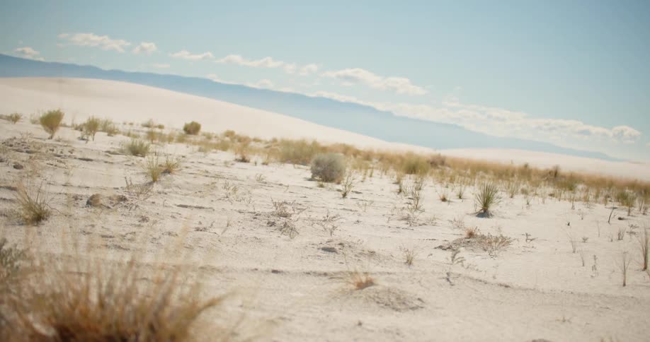 Sparse vegetation in a desert under a clear sky