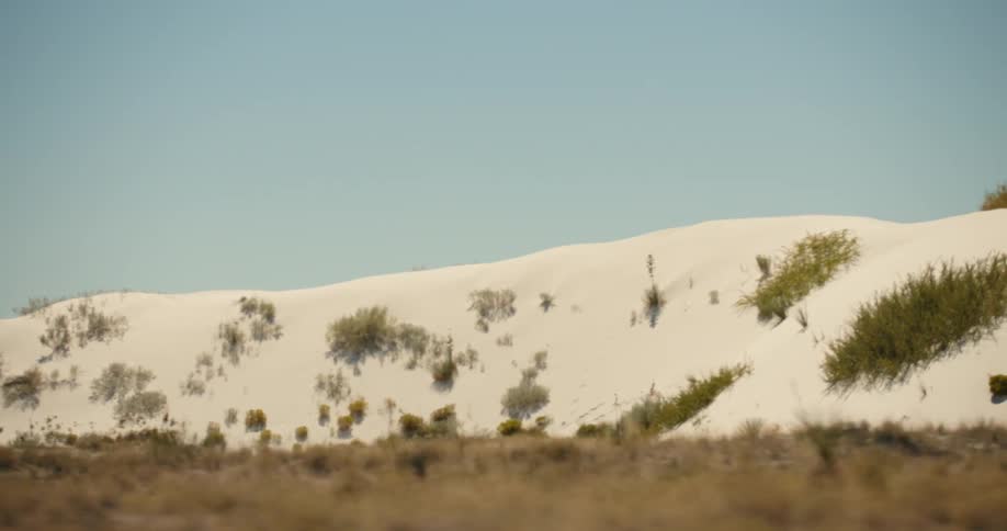 Scrubby vegetation with dune on the horizon