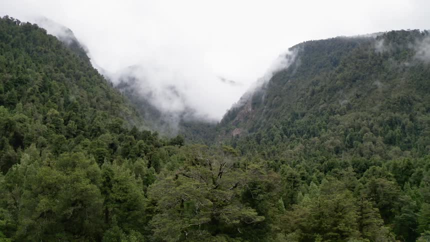 Clouds float over green trees in a mountain forest