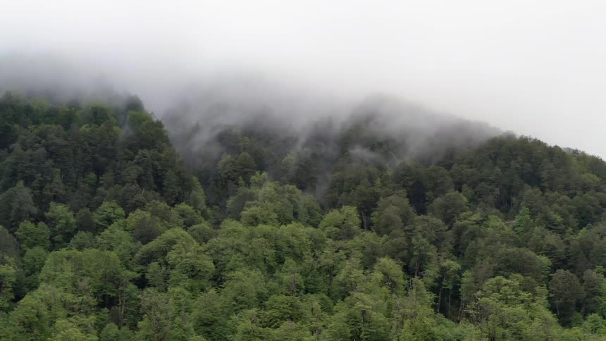 Fog rolling over forest on a hillside