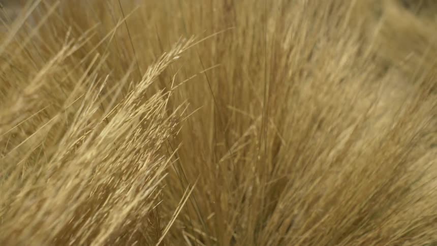 Wheat fields blowing in the wind