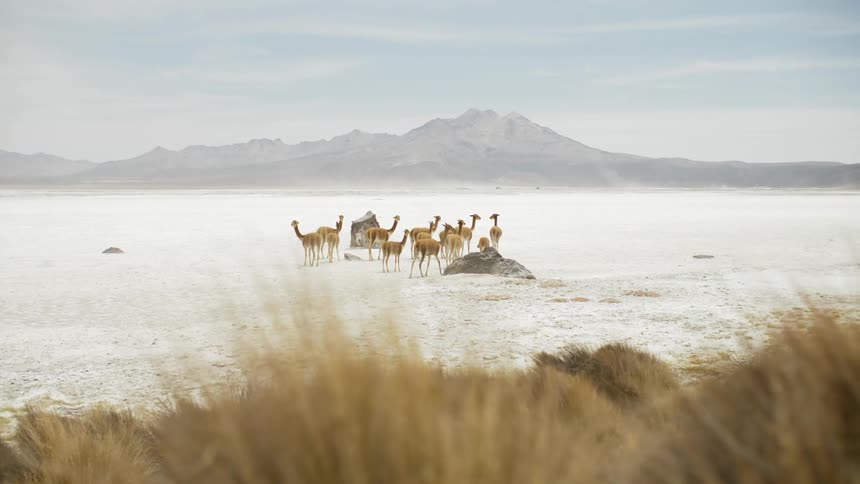 Desert animals stand in a group on the desert floor with mountains in the background