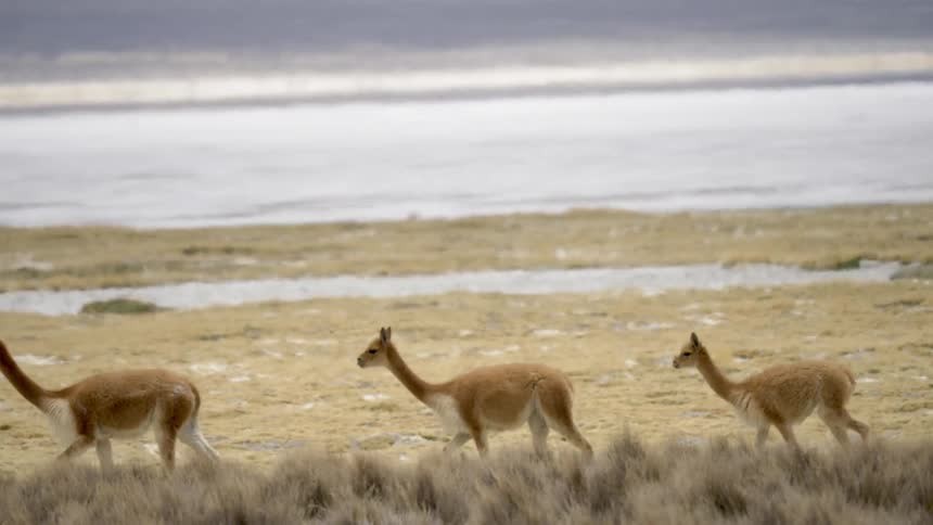 Animals walk across the grass land by the beach