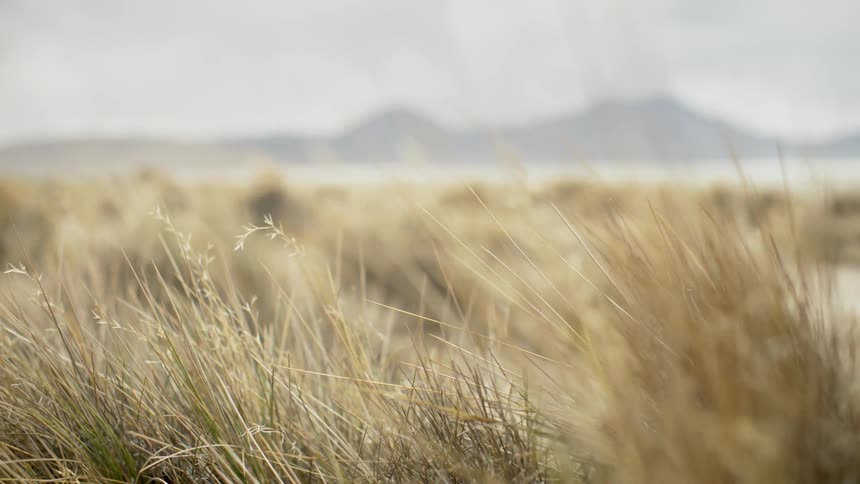 Dry grass fluttering in the wind