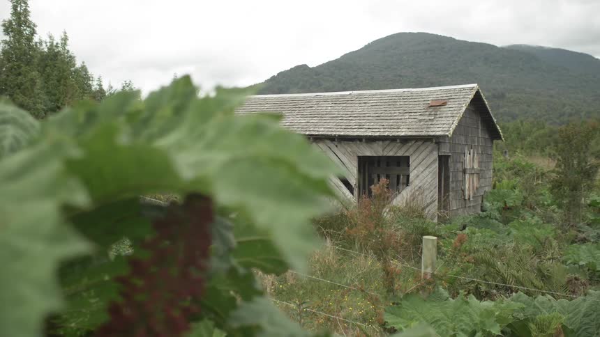 A rundown shack stands in an overgrown field in front of a mountain
