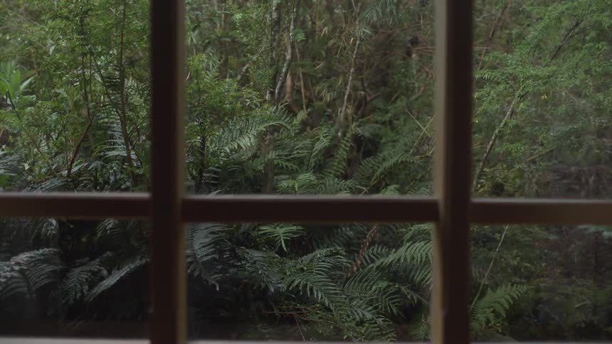 A thick forest can be seen beyond a window