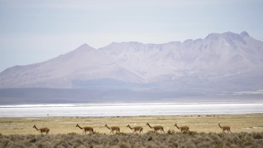 Antelope walking through a plain