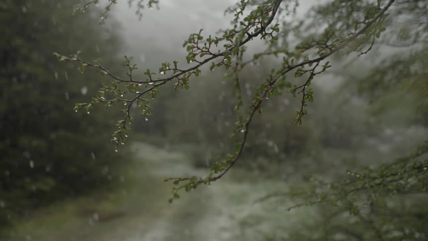 It rains and the raindrops fall on leaves in the forest