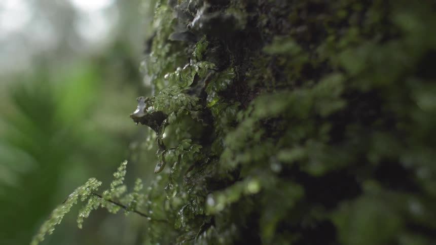 Rain drops fall onto ferns and moss growing on a tree