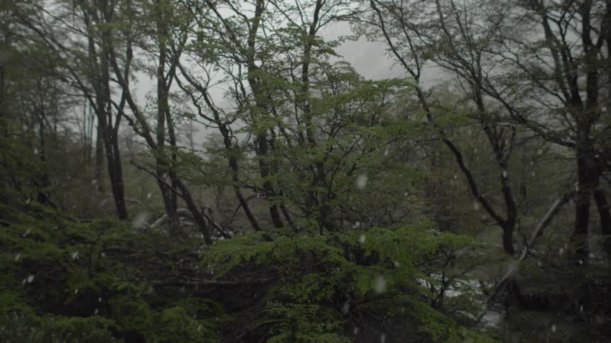 Snow falls in forest