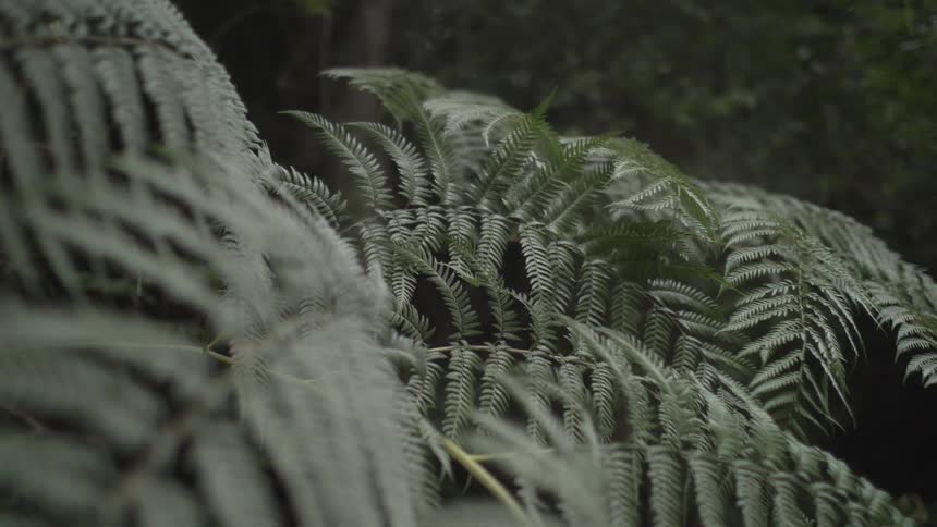 Plant branches in the forest