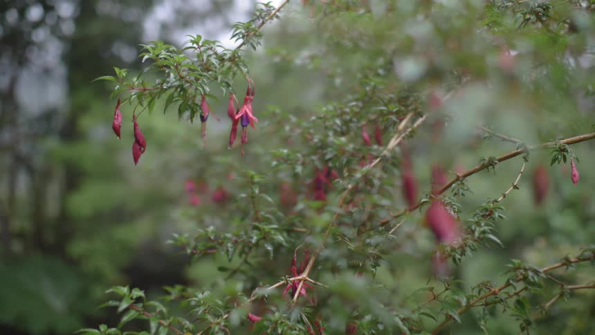 Wilted flowers hanging on tiny branches