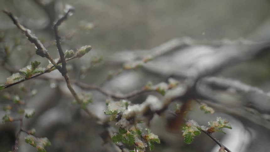 Snow falling on tender branches and small leaves