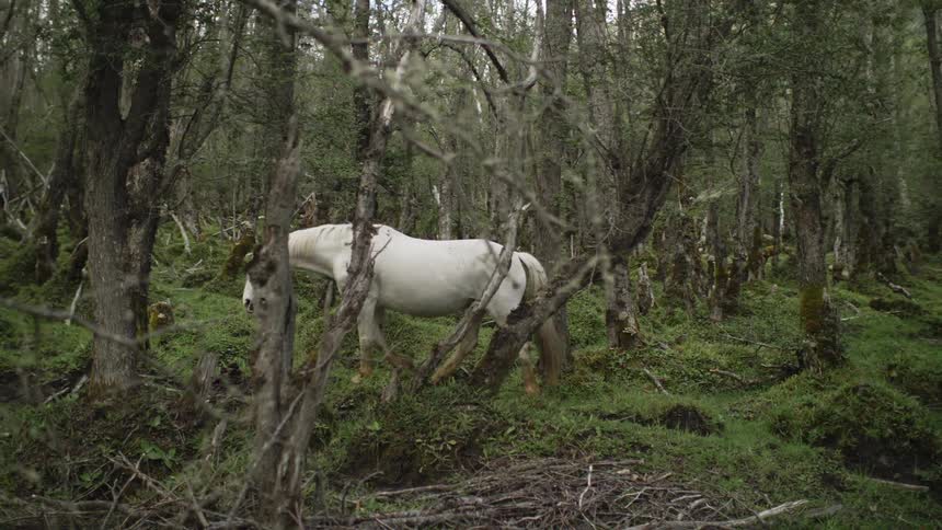 White horse steps carefully through a forest