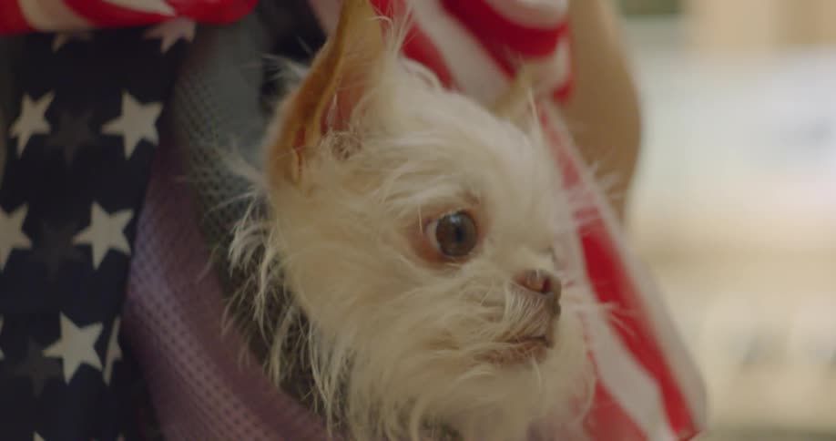 Small white dog is peeking out from a hand bag with a scarf of the american flag