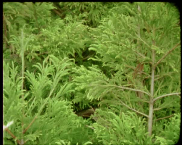 Vintage film young small trees