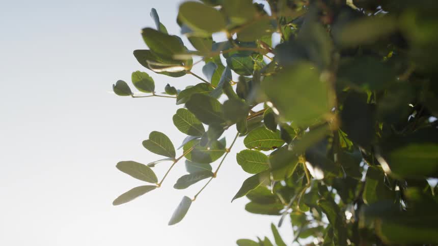 Sun highlights tree leaves