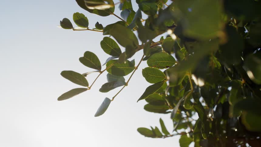 Green leaves on young branches fluttering gently in the wind