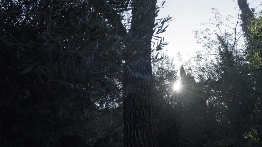 A tree in a forest during the day