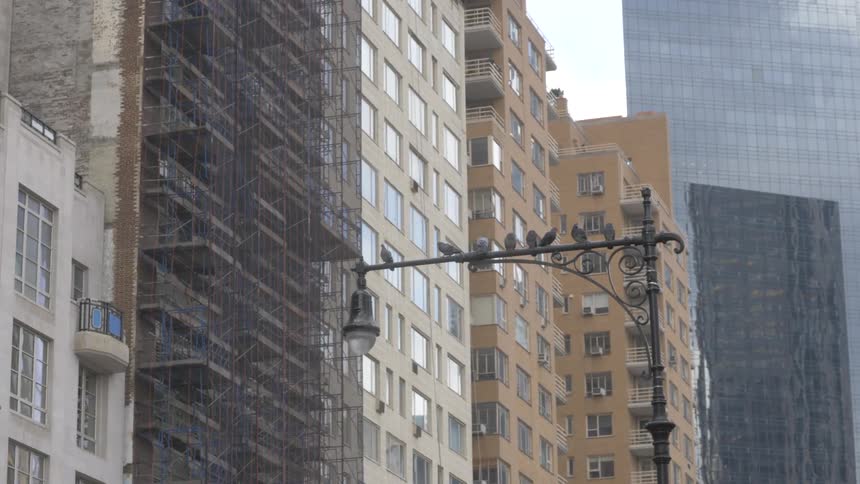 Birds sitting on a light post in a downtown metropolitan area
