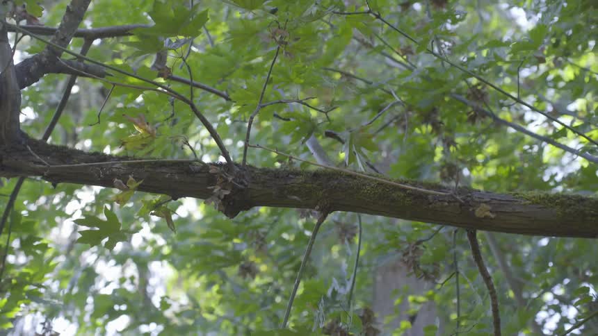 A tree branch surrounded by leaves fluttering in the wind