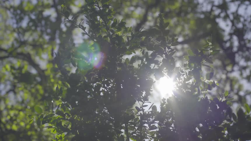 The sun glistening through tree branches