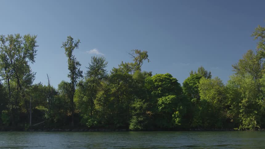Trees on the shore of a calm river during the day