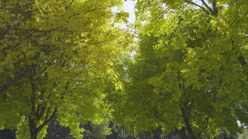 The trees are covered in green leaves
