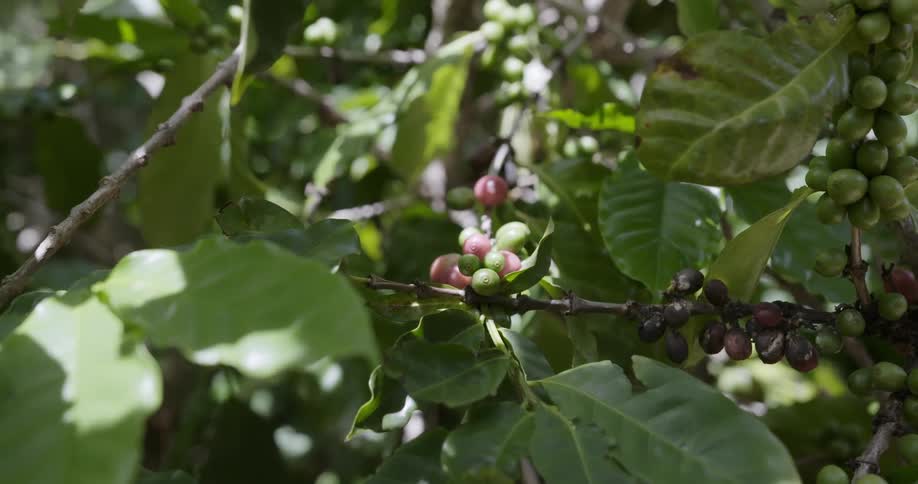 Berries are growing on a tree