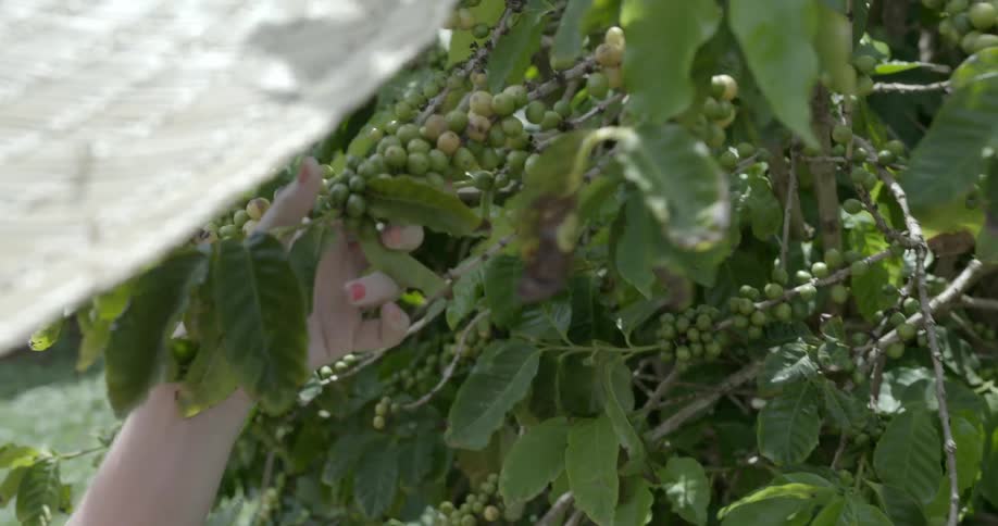 A woman is picking berries