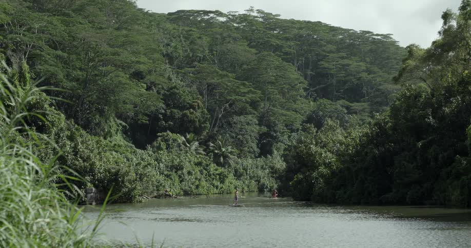 People are paddle boarding in water surrounded by trees