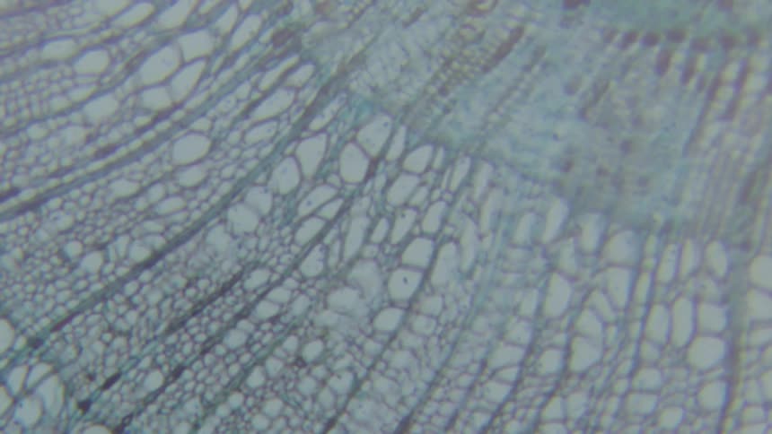 Close up of material that resembles cells