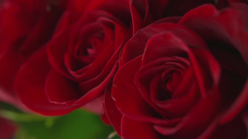 Red roses perfectly ripe