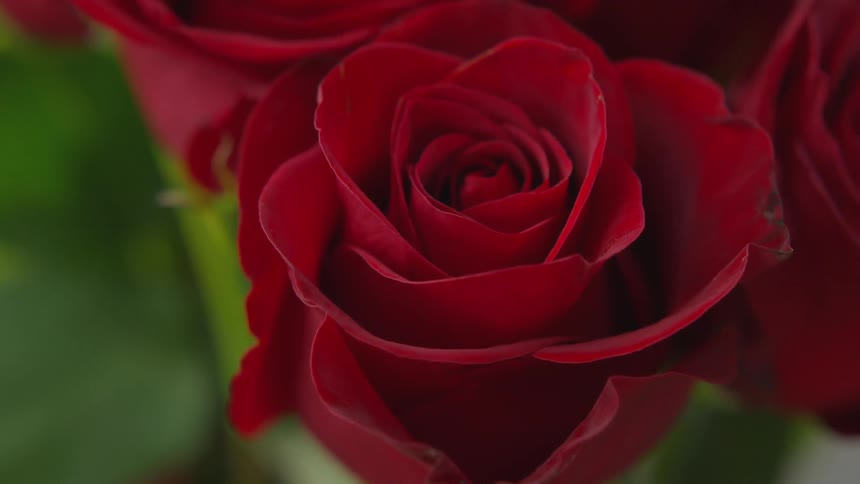 Close up view of a rose next to other roses