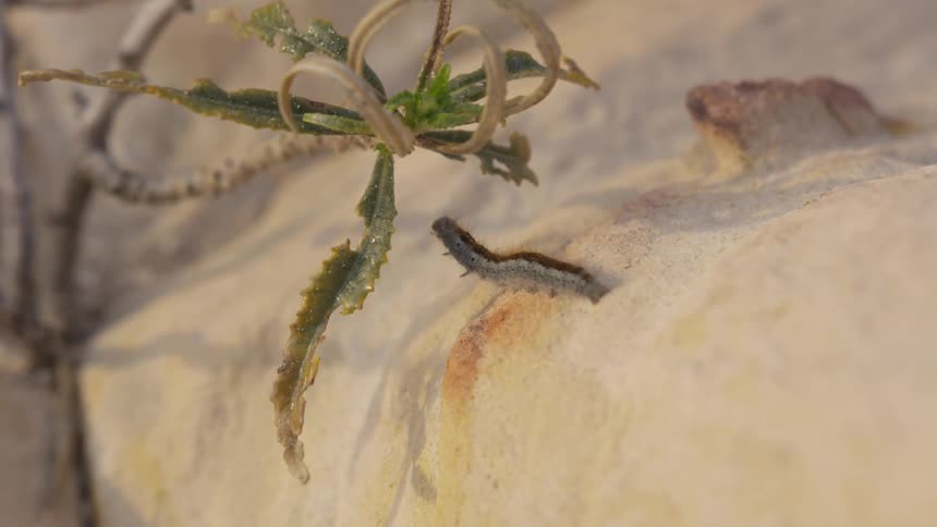 A caterpillar crawling down a log and reaching for a plant