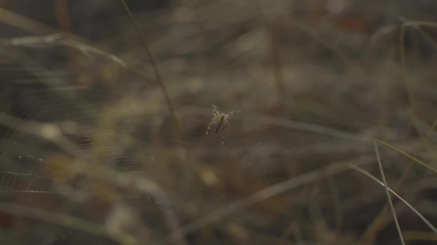 Brown spider sitting on a spider web