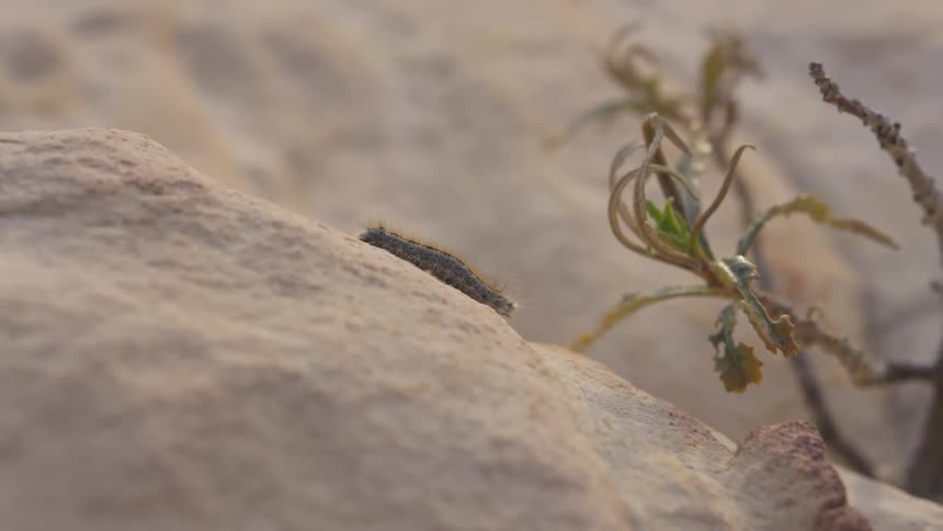 A caterpillar crawling