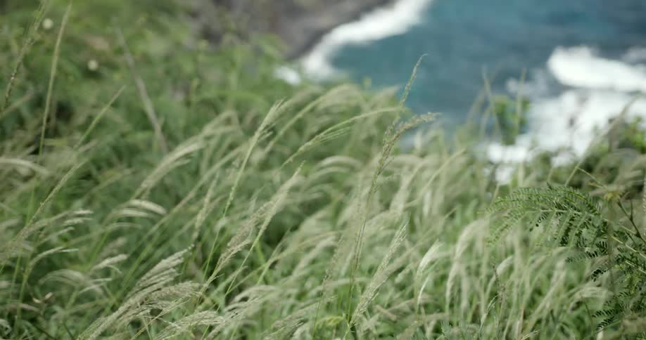 Tall grass blowing in the wind