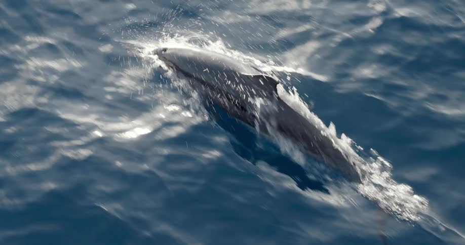 Dolphins swimming in the ocean