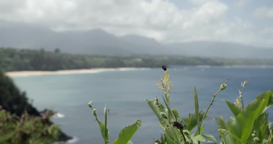 Bee hovering over some foliage with a sea in the background