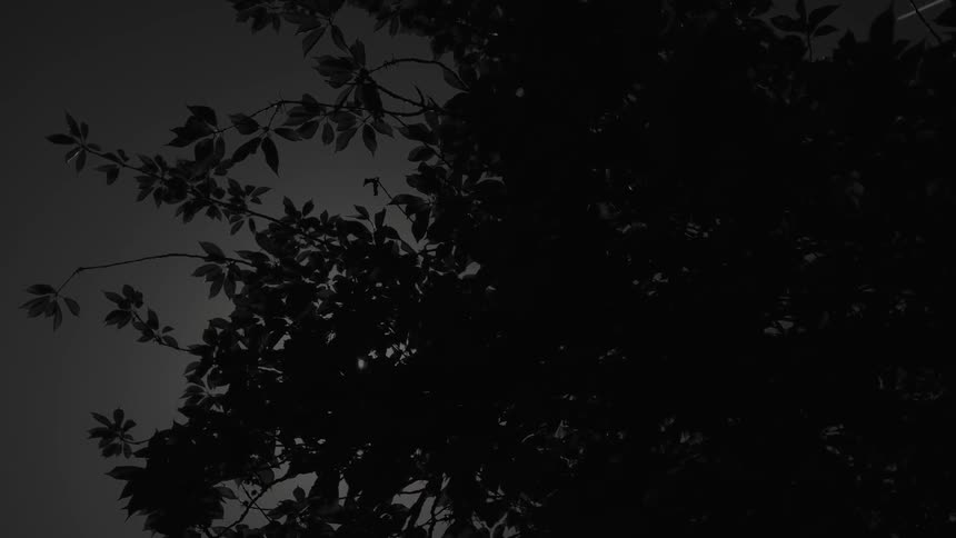 Looking up at a tree in the evening