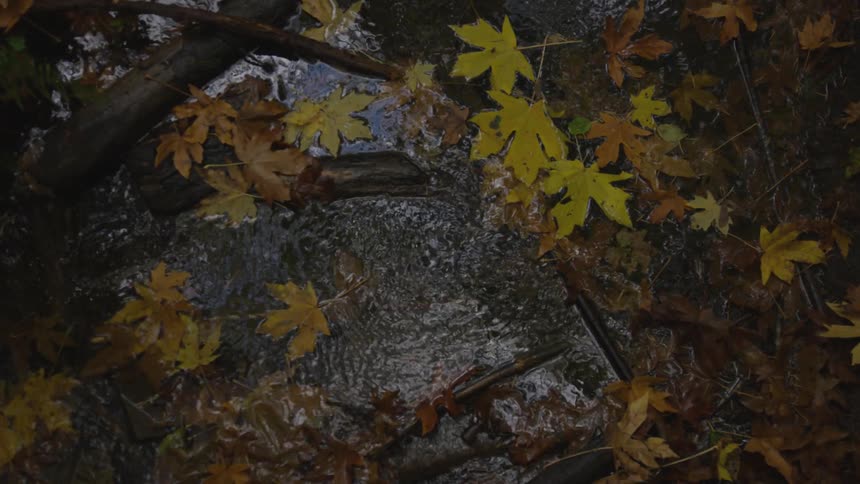 Fallen leaves and branches float in flowing stream